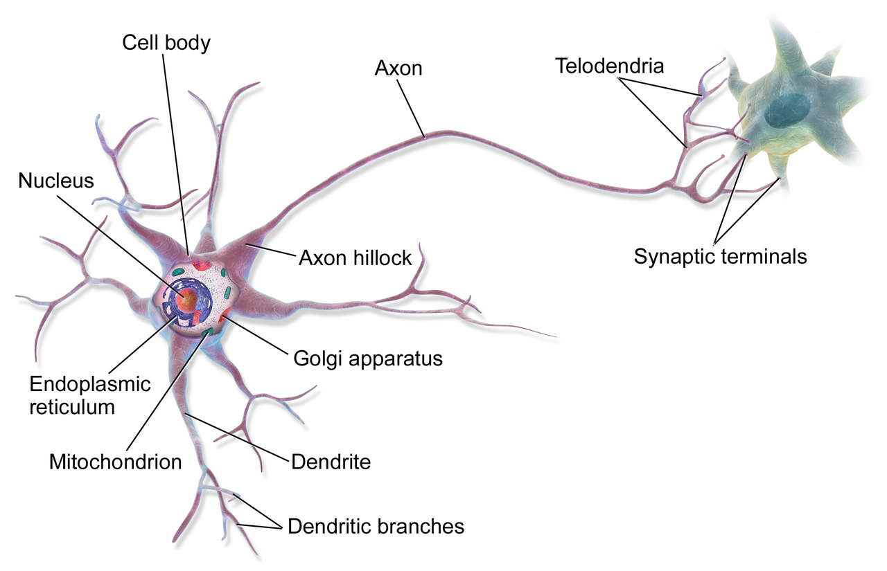 Medical illustration of a multipolar neuron showing cell body dendrites and axon the type found in the motor cortex disrupted by Huntington's disease