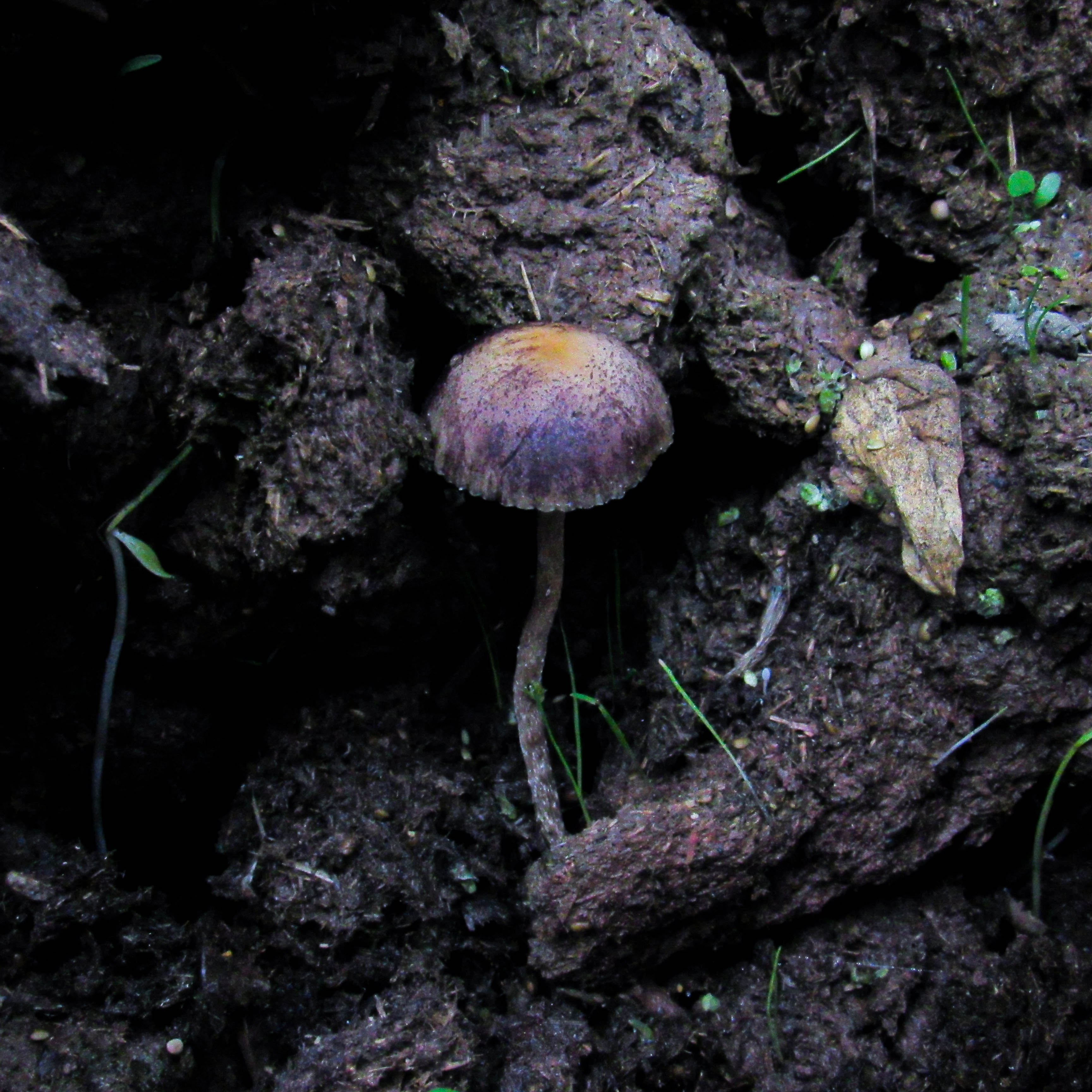 Psilocybe cubensis, the psilocybin-containing mushroom species used in Australia's authorised psychedelic-assisted therapy program