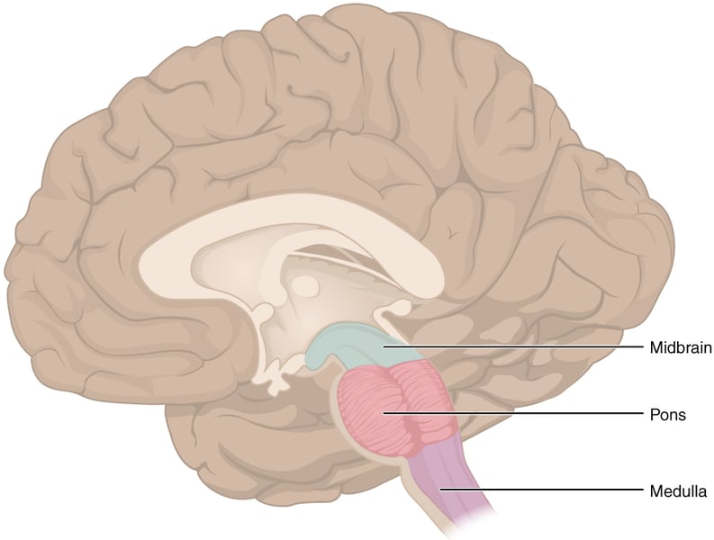 Anatomical diagram of the brain stem showing its major regions and structures related to pain signaling