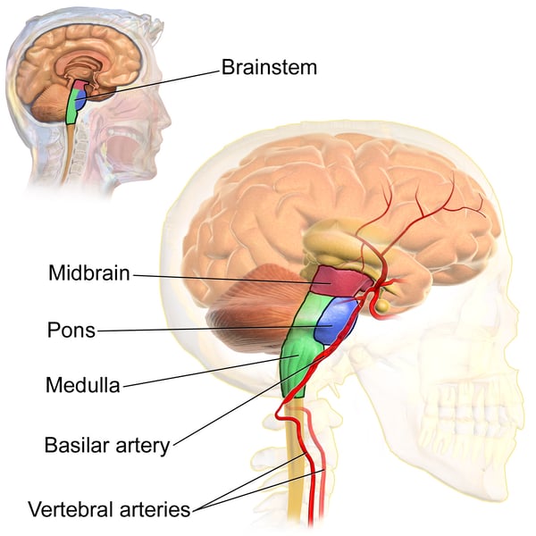 Medical illustration of brainstem anatomy highlighting the locus coeruleus region linked to chronic pain