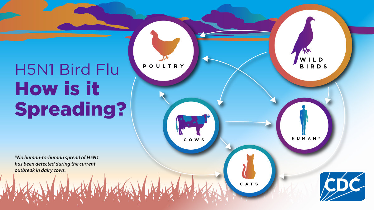 CDC infographic showing how H5N1 bird flu spreads between wild birds, poultry, mammals, and humans