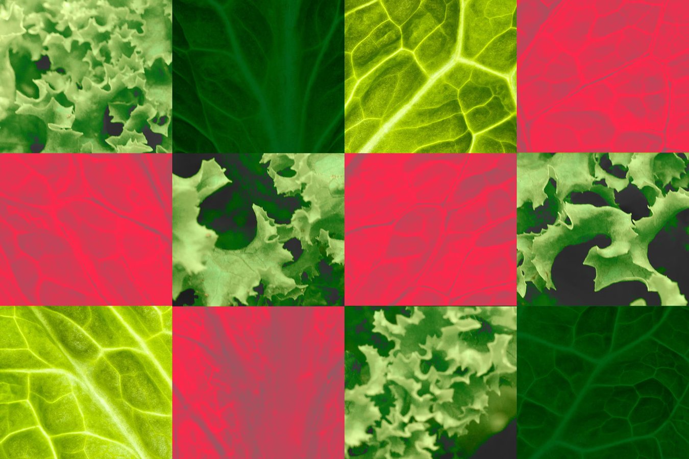 Fresh iceberg lettuce at a grocery store, the type of produce recalled by Taylor Farms de Mexico linked to the 2026 cyclospora outbreak that killed two Michigan residents
