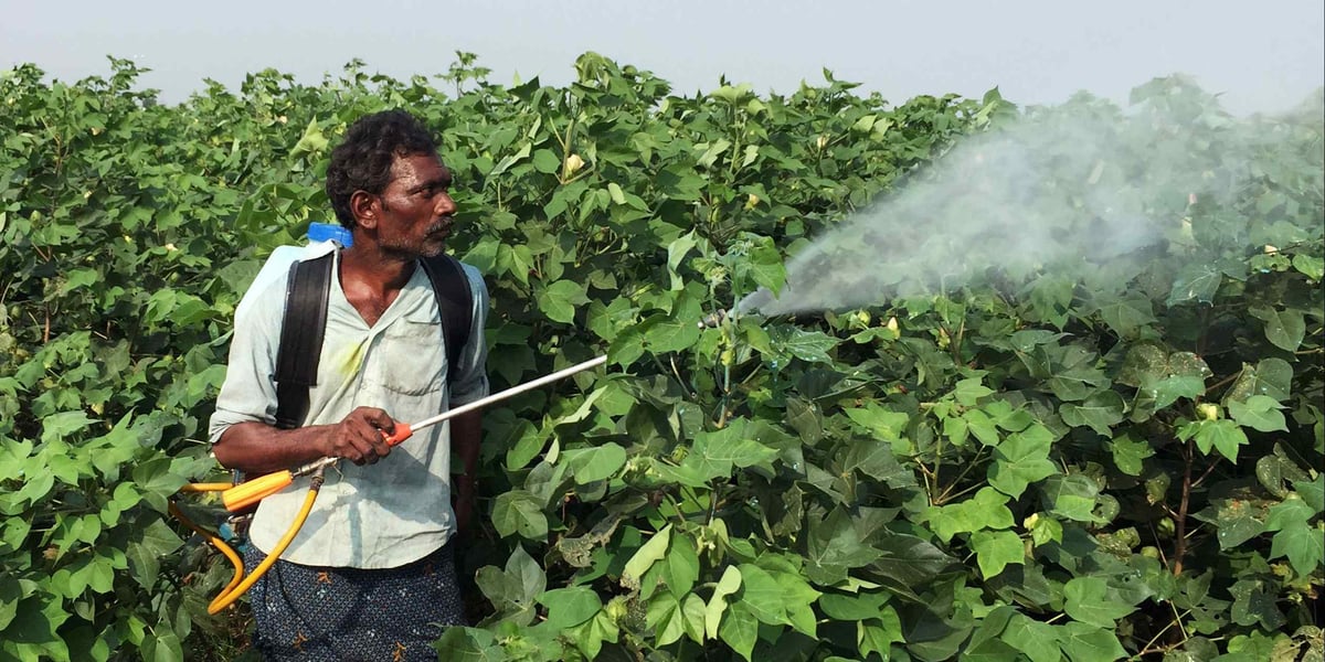 Indian cotton crop, an end market for the agrochemicals that drive UPL revenue