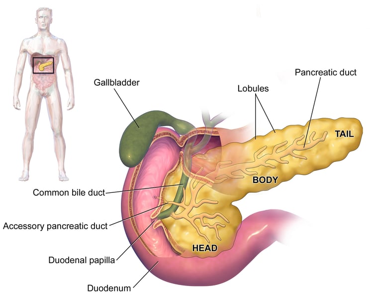 3D medical illustration of human pancreas anatomy showing the organ targeted by daraxonrasib