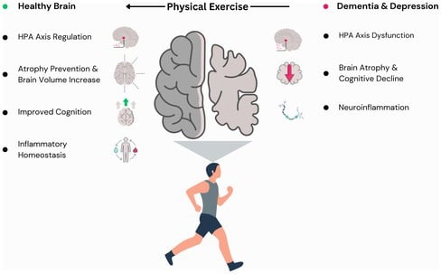 Physical activity paradox: leisure exercise reduces dementia risk while occupational exercise raises it