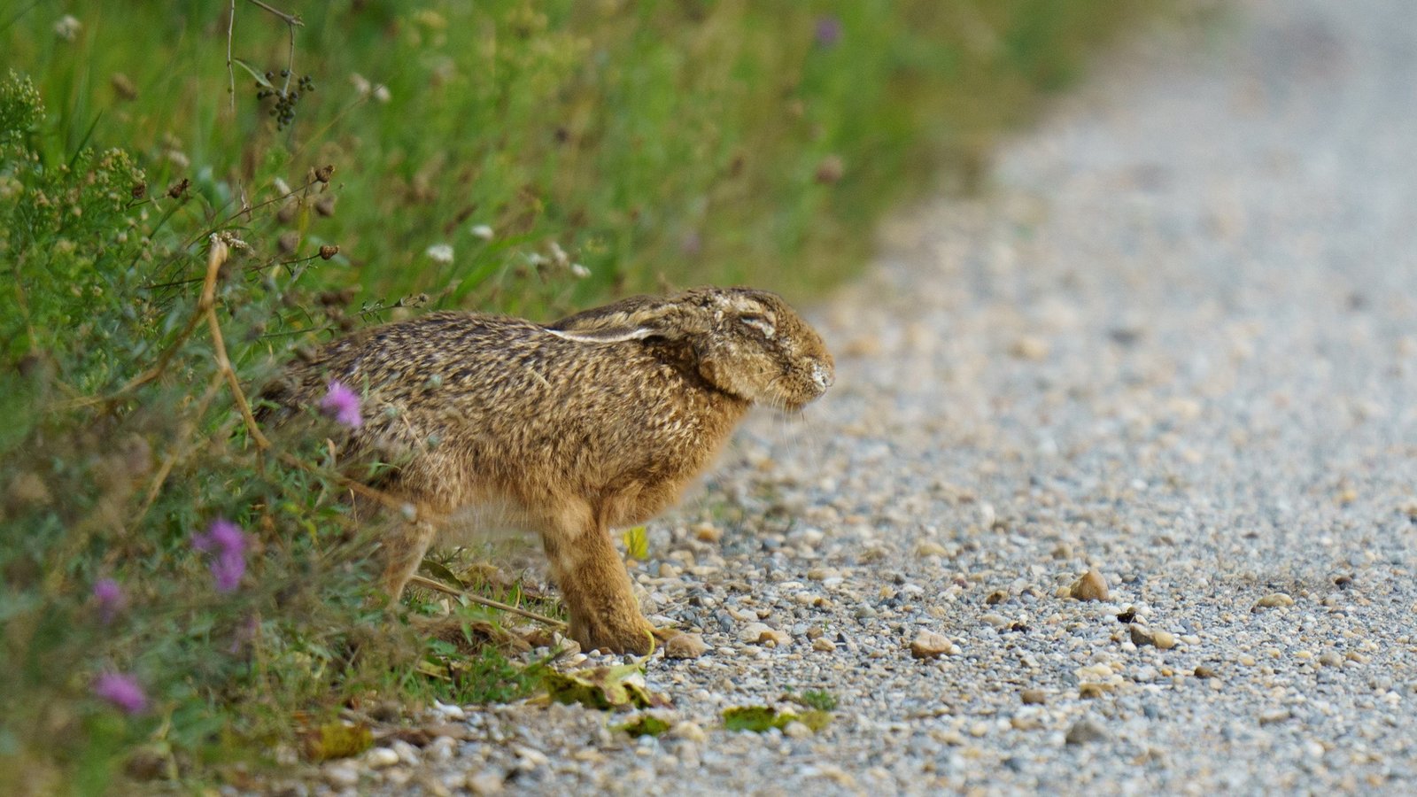 Wild rabbit in tall grass linked to tularemia cases in Suffolk County New York