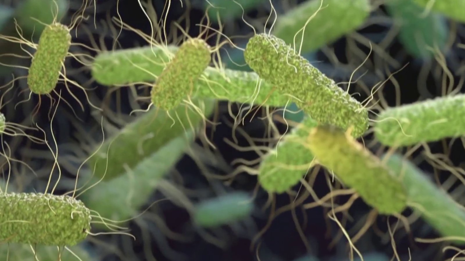 CDC declared salmonella outbreak linked to jalapeno peppers from Sinaloa Mexico August 2026