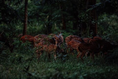 A group of spotted deer is grazing in a lush, dark green forest at dusk