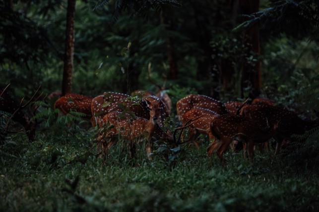 A group of spotted deer is grazing in a lush, dark green forest at dusk