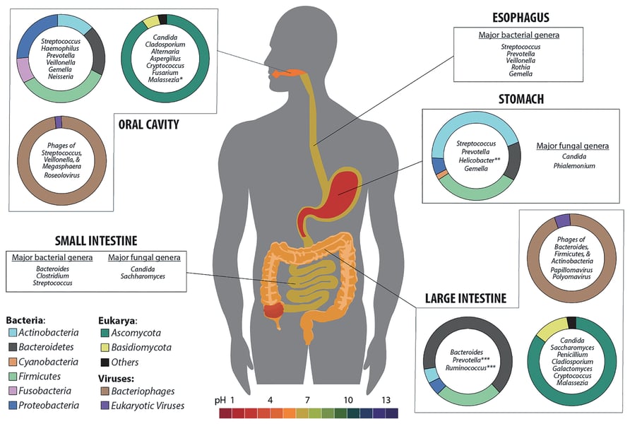 Colorful illustration of gut microbiome bacteria composition, showing the diverse microbial community that was altered in mice consuming sucralose and stevia across two generations