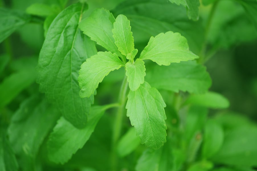 Stevia rebaudiana plant with small white flowers, the source of the natural sweetener tested in the Universidad de Chile multigenerational mouse study