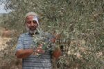 Abdul Latif Al Bazzari, 59, with a bandage above his eye, touches olives on a branch in his family's grove near Nablus