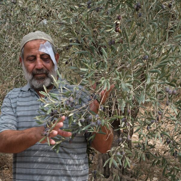 Abdul Latif Al Bazzari, 59, with a bandage above his eye, touches olives on a branch in his family's grove near Nablus