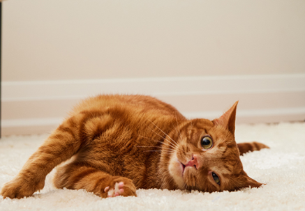 Cat Resting