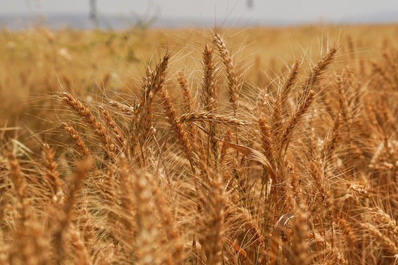 Ripe golden wheat ears in a field in Erbil, Iraq, photographed close up