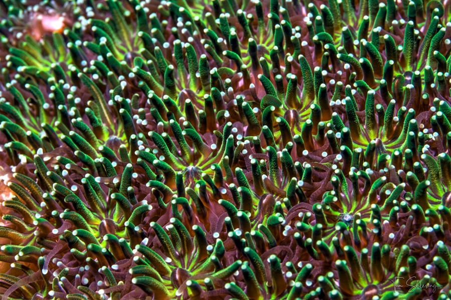 Close-up of green, white-tipped tentacles of the reef-building coral Galaxea fascicularis