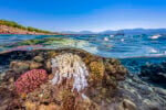 A white bleached branching coral beside pink and golden healthy colonies on a shallow Gulf of Aqaba reef, with a pier and mountains above the waterline