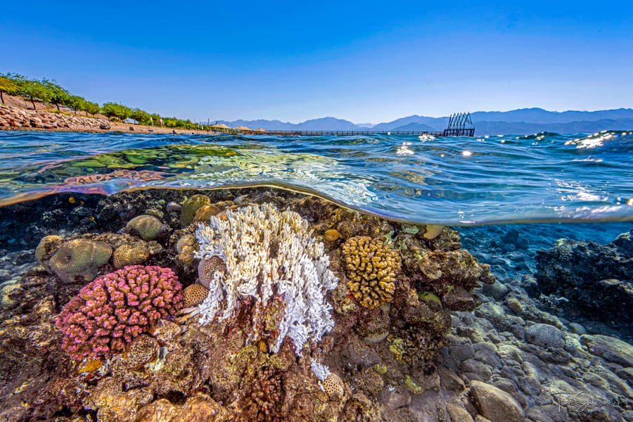 A white bleached branching coral beside pink and golden healthy colonies on a shallow Gulf of Aqaba reef, with a pier and mountains above the waterline
