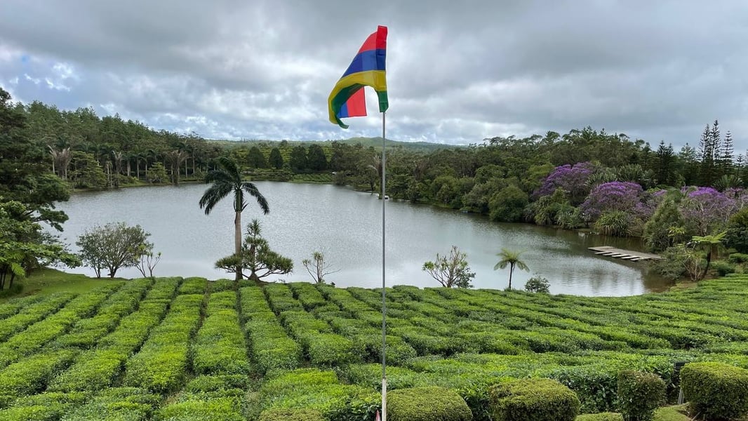 A Mauritian flag on a pole above rows of green tea bushes with a lake and forest behind