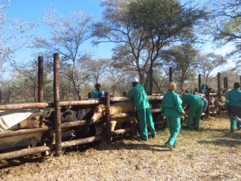 Veterinary workers in green overalls handle cattle at a wooden crush pen during a foot-and-mouth vaccination campaign in Namibia