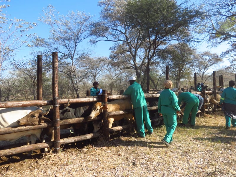 Veterinary workers in green overalls handle cattle at a wooden crush pen during a foot-and-mouth vaccination campaign in Namibia