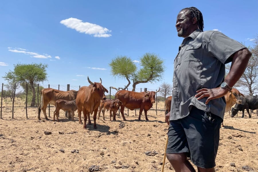 A Namibian farmer with a walking stick stands in a dry cattle enclosure with brown cattle behind him