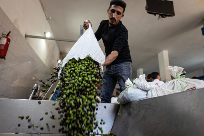 A man pours a sack of freshly picked green and black olives into an olive press in Qusra, West Bank