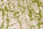 Satellite vegetation-index image of southern Rondonia, Brazil, in 2006 showing cleared land in tan and remaining forest in green