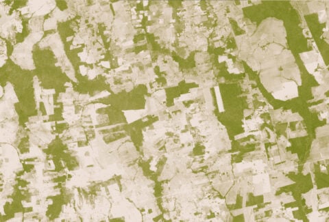 Satellite vegetation-index image of southern Rondonia, Brazil, in 2006 showing cleared land in tan and remaining forest in green