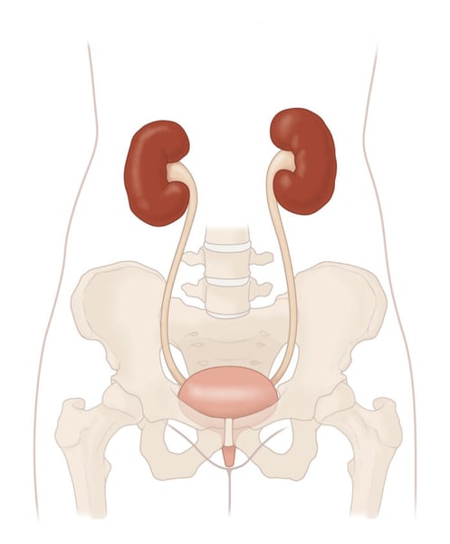 Unlabeled illustration of the urinary tract showing the kidneys, ureters, bladder and urethra within the pelvis