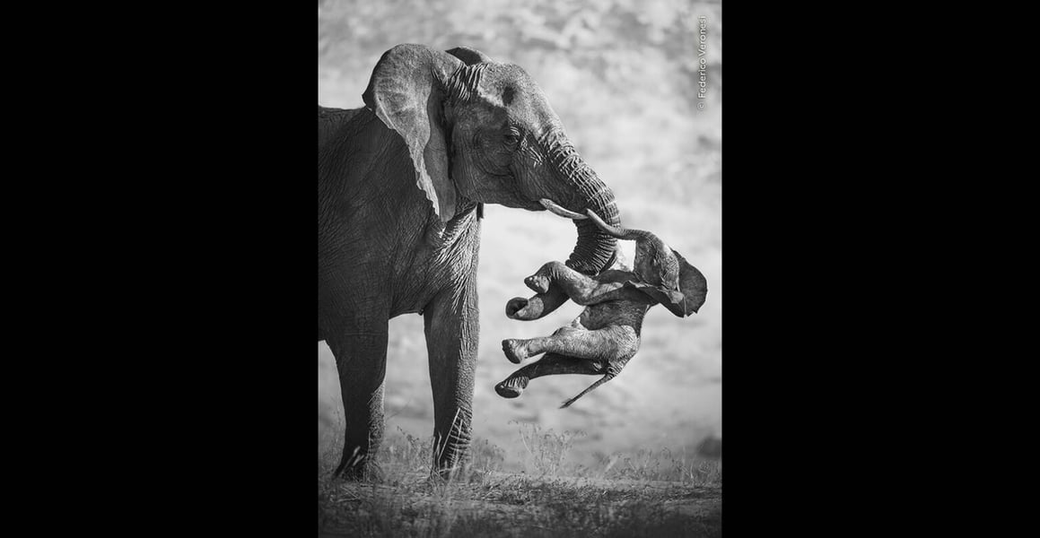 Wildlife Photographer of the Year
