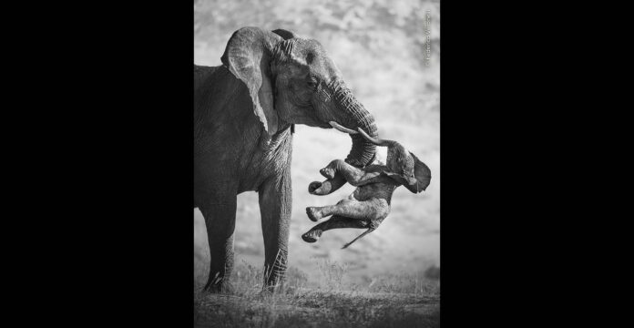 Black-and-white photograph of an elephant carrying a dead calf in Namibia’s Huab River Valley